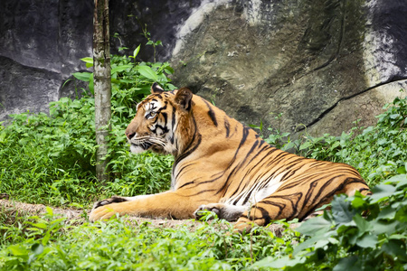 户外站立成年印支虎的肖像。 泰国自然栖息地野生危险动物PantheraTigris Corbetti。