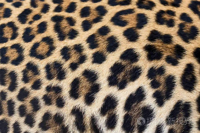 豹皮毛质地(真正的毛皮)