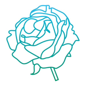 退化线美丽的玫瑰植物，自然花瓣矢量插图
