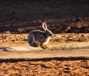 南非热带草原野兔角肖像