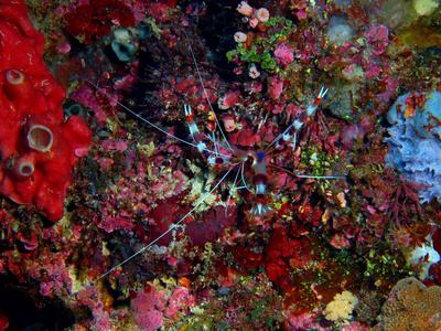 印尼北部苏拉威西布纳肯岛清洁虾神奇而神秘的水下世界