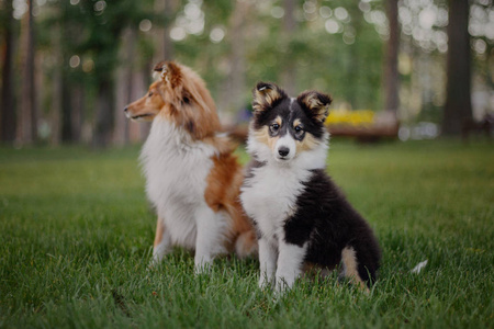 谢特犬图片