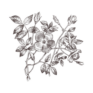 复古植物手绘插图.春天的花园花玫瑰, 狗玫瑰.矢量设计.