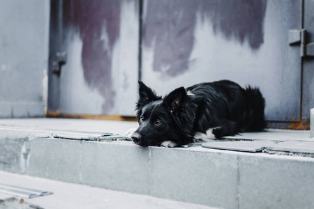 边境科利犬户外