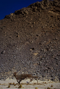 Ajjer National Park, Tadrart, rock towers and sand dunes