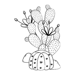 有奇花异草的仙人掌植物,在石头状插图照片