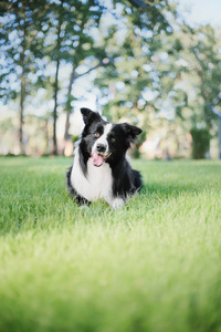 边境科利犬户外