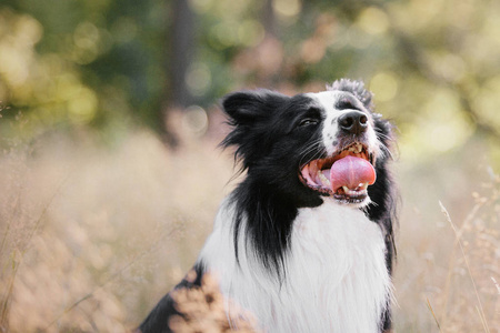 边境科利犬户外