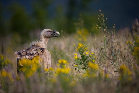 富勒弗斯陀罗。 保加利亚的野性。 自由的自然。 大自然的美丽图画。 罗多普。 大鸟。 保加利亚的山脉。 欧洲野生动物。
