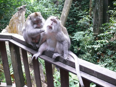 两只猴子。 神圣的猴子森林保护区。 印度尼西亚ubud巴厘岛