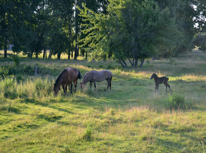 草原上的马群阳光明媚的夏日