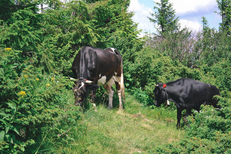 在乌克兰喀尔巴阡山脉可爱的绿色牧场放牧的奶牛