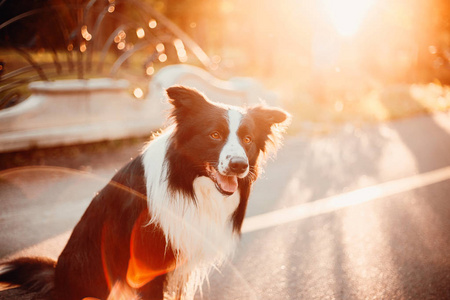 边境牧羊犬户外