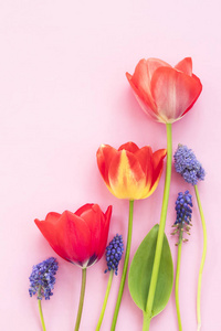 一组春季季节性花卉，如郁金香和麝香，放置在装饰性的粉红色背景上，有空间放置文字或其他元素