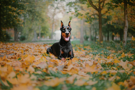 杜伯曼猎犬在秋天