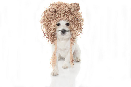 带狮子服装的滑稽狗参加万圣节或狂欢节派对。 孤立于白色背景下。