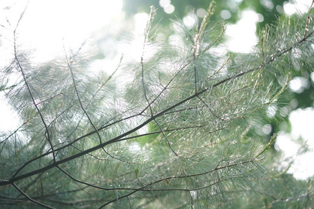 美丽明亮的绿色夏季花园