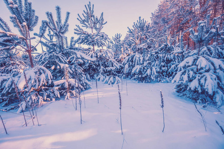 覆盖着雪的年轻松树。 冬天的自然。 白雪森林