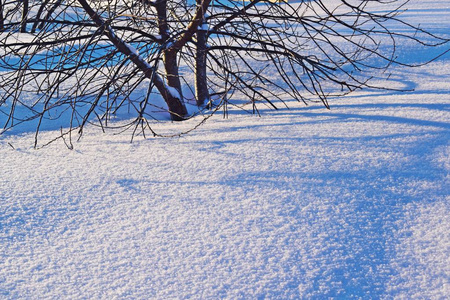 冬天花园樱桃树下的雪。霜冻的晴天。