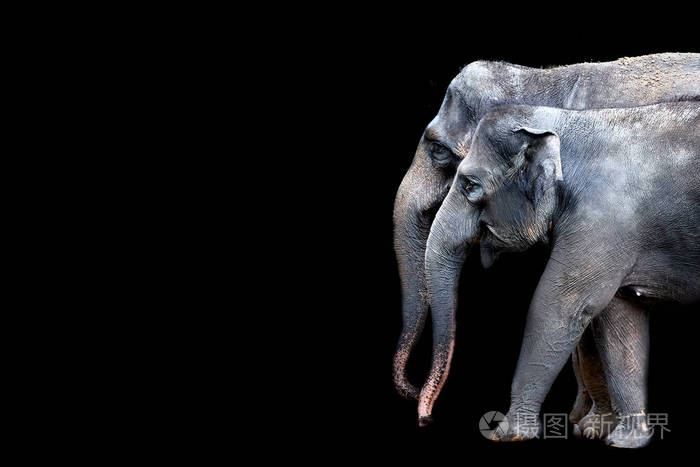黑色背景上美丽大象的肖像