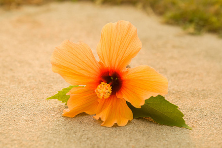 芙蓉罗莎也知道，中国玫瑰花在地上。