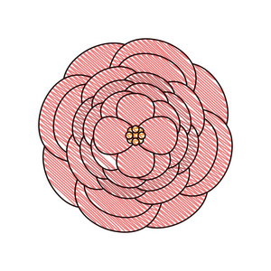 涂鸦美丽的玫瑰与自然花瓣设计矢量插图