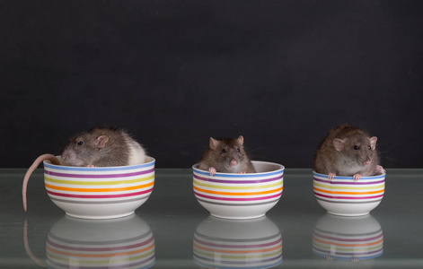 三只老鼠在盘子里的工作室画像