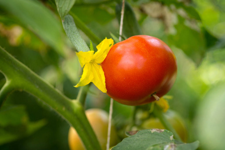 有机西红柿生长在温室的树枝上。