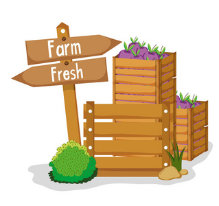 农场新鲜木箱，茄子矢量插图，平面设计