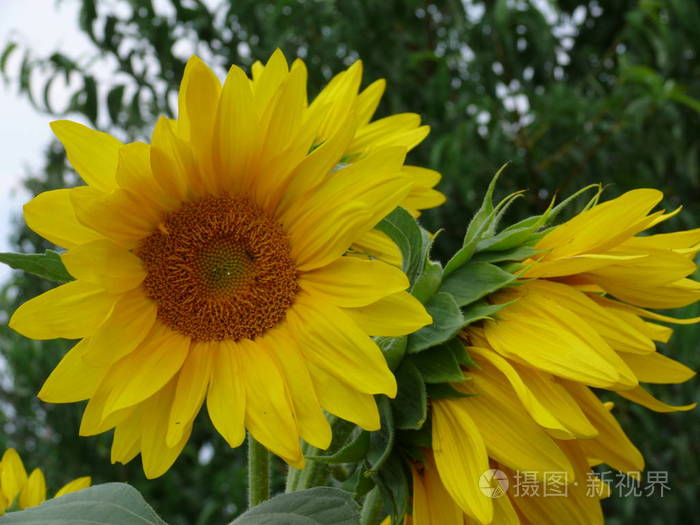 向日葵花像太阳. 葵花籽油生产