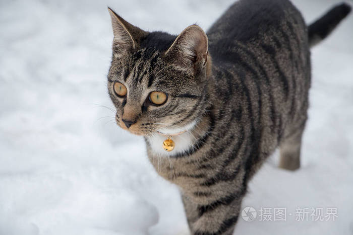 美丽的西欧短毛灰色条纹猫在雪地里