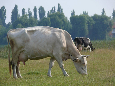 牧场上的奶牛。 夏季乌克兰