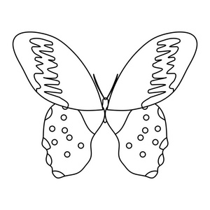 美丽的蝴蝶翅膀图片