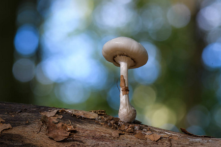 白菇，粘菌，俗称瓷菌