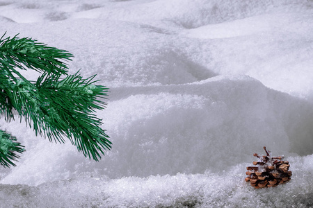 雪背景上的云杉枝