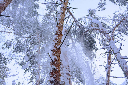 白雪从树林中飘落