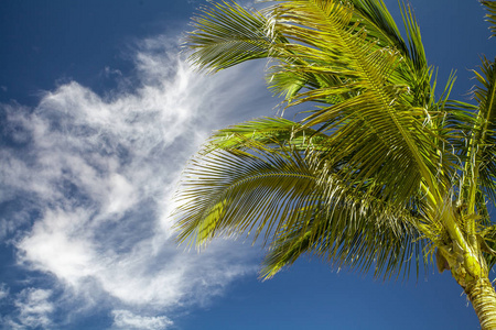 热带树对天空。