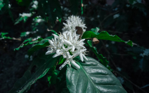 咖啡树中的咖啡树和正在开花的咖啡植物
