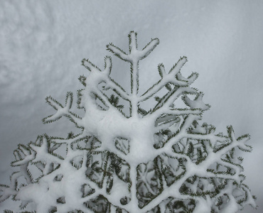 树枝上有新鲜的雪