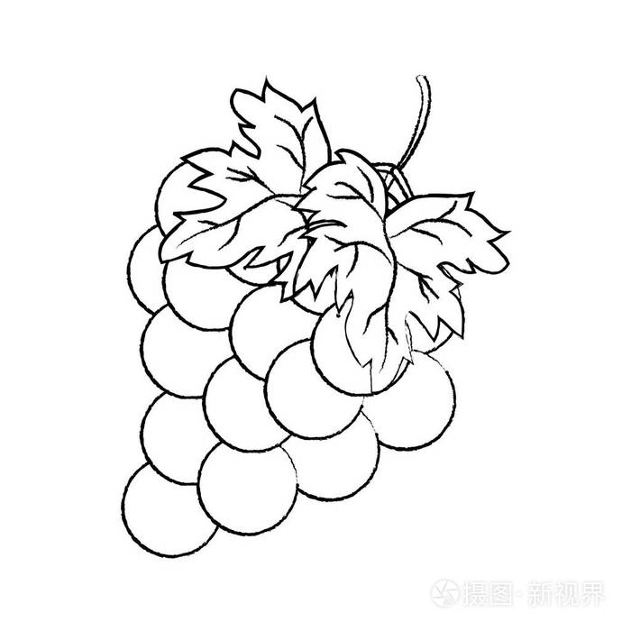 美味的葡萄果实有机美味的矢量插图