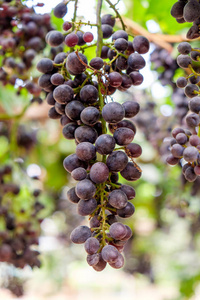 葡萄园里的葡萄串紫色水果