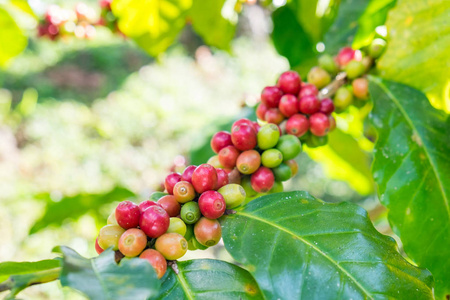 阿拉伯咖啡豆熟于泰国北部的一棵树上