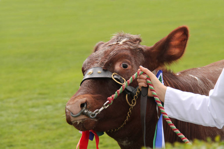 一种冠军牛肉短角农场公牛动物。