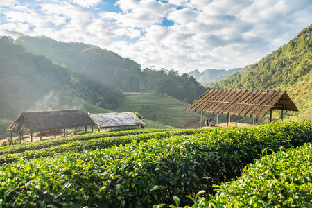 清迈泰德美丽的天然茶园