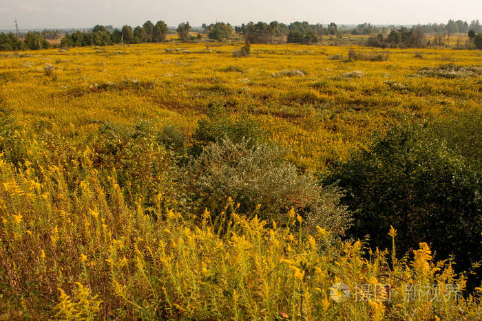 阿布哈兹山谷，开着黄花。