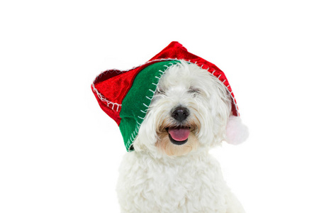 快乐的马耳他比克森庆祝圣诞节，戴着一顶红色的圣诞老人帽，闭着眼睛。 孤立在白色背景上。