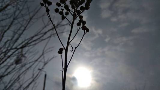 雪中霜冻的冬季植物