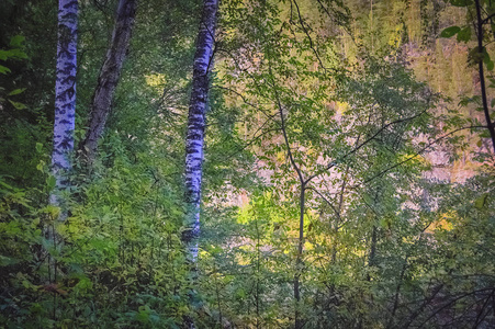 美丽的秋天的森林景色，温暖的光线照亮了金色的树叶