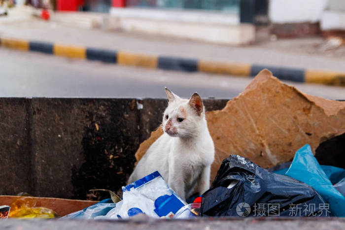 垃圾桶里的白色流浪猫. 保护无家可归动物的概念