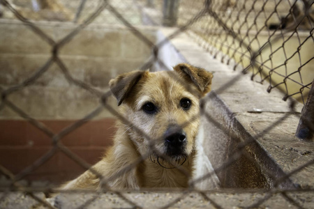 狗被锁在狗舍里，被遗弃的动物和虐待